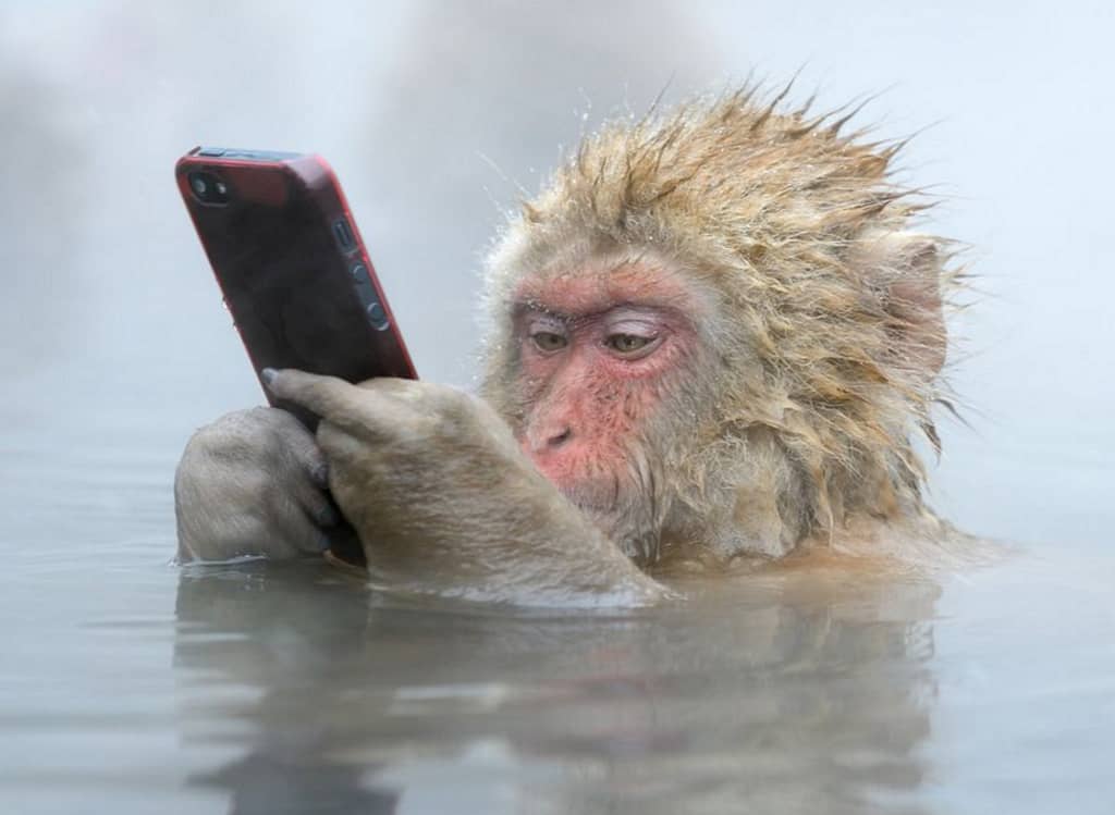 monkey with smartphone