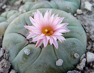 peyote8