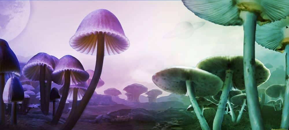 psilocybin-magic-mushrooms-forest